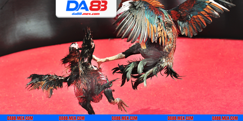 Hiểu rõ luật đá gà tre cơ bản để chơi cược dễ dàng hơn