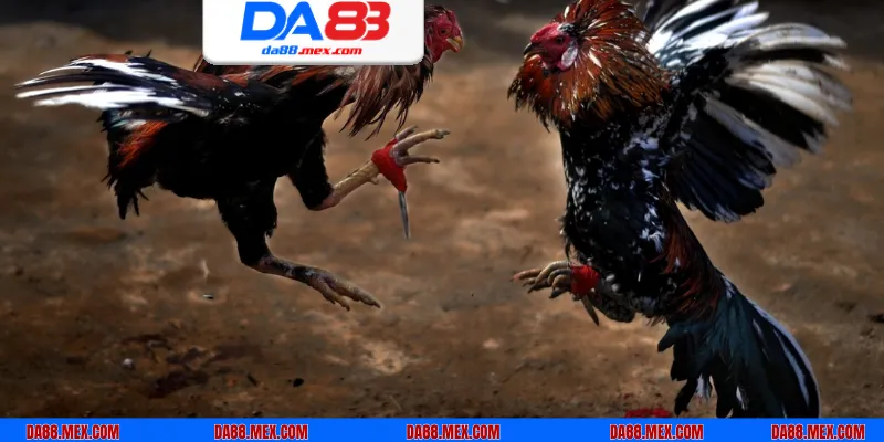 Quy tắc diễn ra của một trận so tài giữa các chiến kê